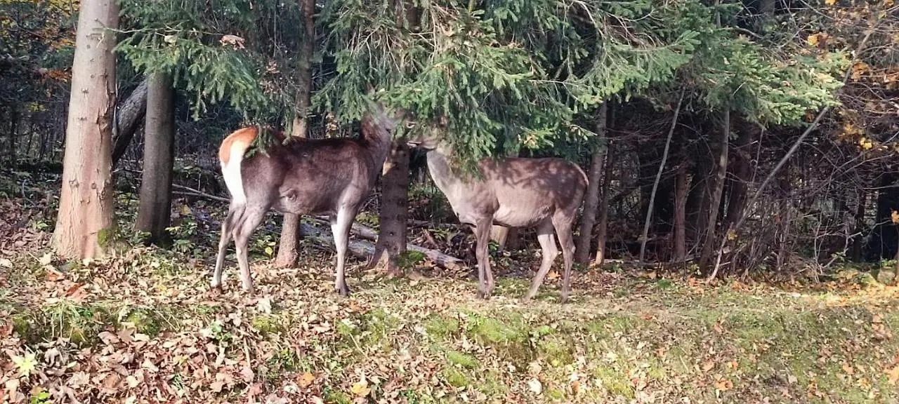 Domek Raj Zakopane Alpstuga